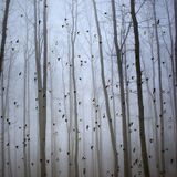 Into the woods, but mind the future.