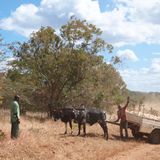 Zoonoses- From panic to planning: Professor Melissa Leach interviews Dr Donald Grant