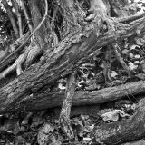 Roots & Branches Mix