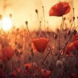 As the summer fades (2014) poppytears