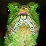 #49 LEZARD.OFF.THE.WALL