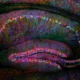 Brainworms Radio 20150130 - WMBR.org - 88.1fm Cambridge - Transmission 006