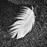 Feather In the Sand