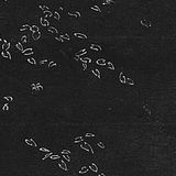 Scattered At Sea