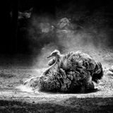 Attila - Ostrich