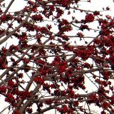 " Love~complicated " mix olivier 16janvier2016