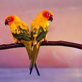 LR093 feat. Birds Of Rhythm