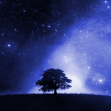Seventh Tree Mix