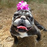 The All Dogstar Tribute To Hazel.