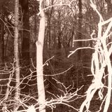 Budd/Eno sourced Generative Experiment