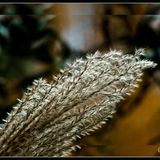 Dust and Tribe Mix