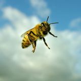 Florent Vazquez - The Bee - Teck-house mix