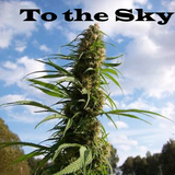 To the Sky