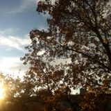 LOUH - Foliage