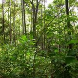 Funkyloco Tropical Forest Mix @ Ibiza Global Radio 2013