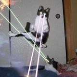 Gato Bonito