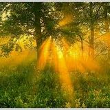 Forest Psy Chill Mix