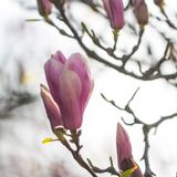 chants d'oiseaux à l'aube dans mon jardin 12 mars 2016