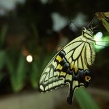 Butterfly Effect