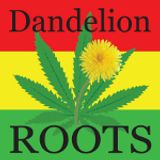 Dandelion Roots - 2013/04
