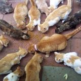 Let the Cat have the Giblets