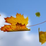 catching fall