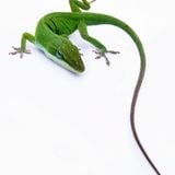 Illegal Lizard Volume 1