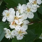 Truth About Beltane and MayDay