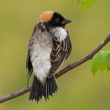 Bobolink Morning pt.1