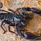 Scorpion Part 3