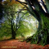 DJ Set - A Walk in the Forest