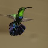 Colibri (Cooly G - Otto Von Schirach - Deniz Kurtel - Ernest Gonzales - Leb Laze -Shed - Tua)