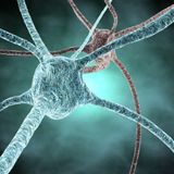 synaptogenesis viii - neurotrophic