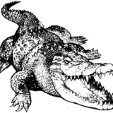 Crocodile Session # 3