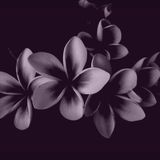 Darkflower