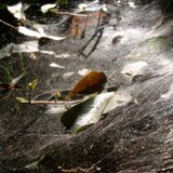Spider Web Sunlight- A mixtape by Piper Street Sound