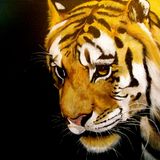 Tiger Tiger Burning Bright 006: PsyChill