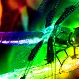 Dragonfly Mix