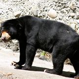 THE SUN BEAR
