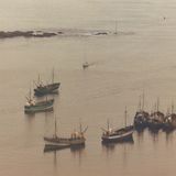 Estuary Tales 5: Wildlife