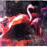 Flamingo Paradiso