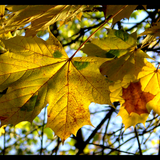 Golden Fall Part 2 - Mixed by Double-L