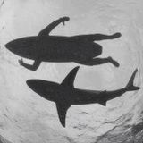one evening in the pool vol 1 Live cool set from L.A.A.S