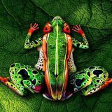 PsychedelicTrancemaster-genetic-psy-force.15.6.2014.feuersturm.rec