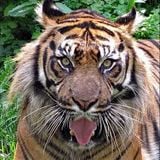 Tiger In the Night Rmix_Alan Parsons Project_ part 2 from DJ Soulfman