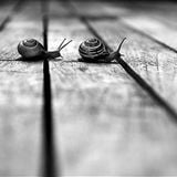 Crossing Lines