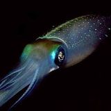 fresh dressed like million squid mix