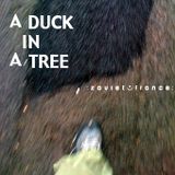 A Duck in a Tree 2012-07-14 | beta 1