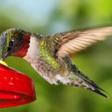 Mad as Birds