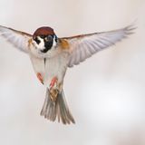 Sparrow